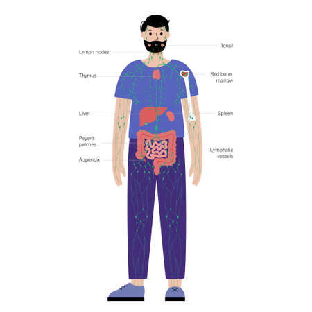 Lymphatic system in human bodyのイラスト素材