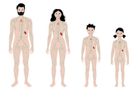 Lymphatic system in human bodyのイラスト素材