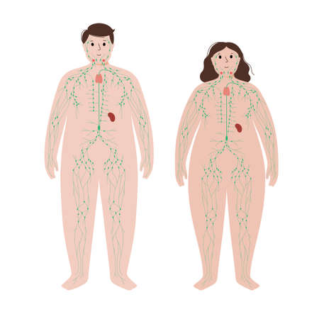 Lymphatic system in obese bodyのイラスト素材
