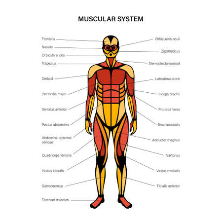 Human muscular systemのイラスト素材