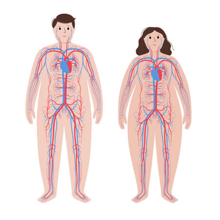 Blood system in obese bodyのイラスト素材