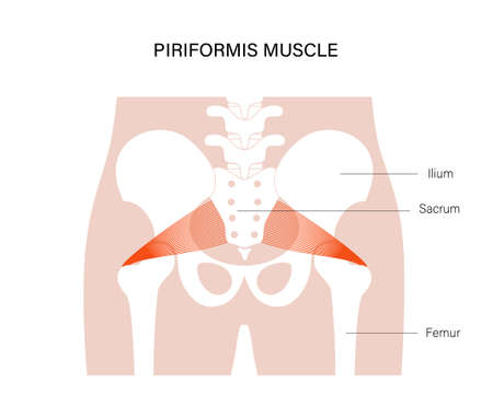 Pelvis bones and muscleのイラスト素材