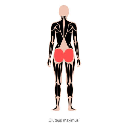 Muscular back structureのイラスト素材