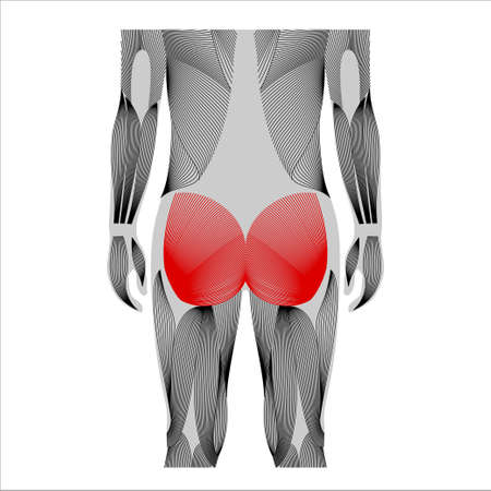 Muscular back structureのイラスト素材