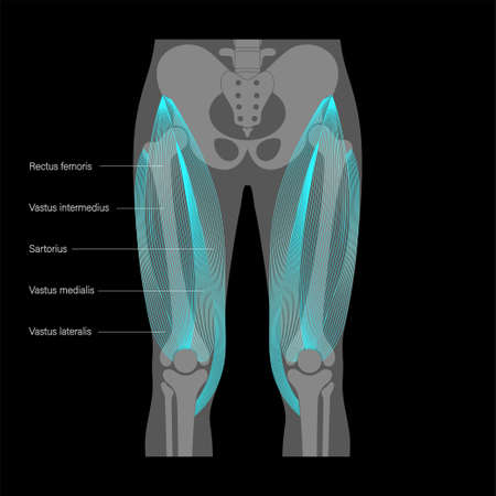 Muscular system legsのイラスト素材