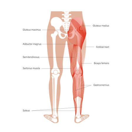 Muscular system legsのイラスト素材