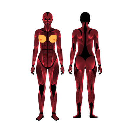 Human muscular systemのイラスト素材