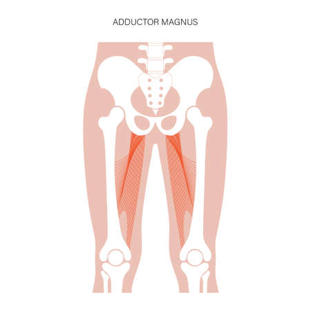 Muscular system legsのイラスト素材