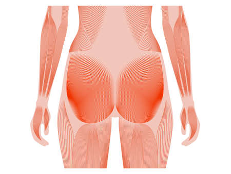 Muscular back conceptのイラスト素材