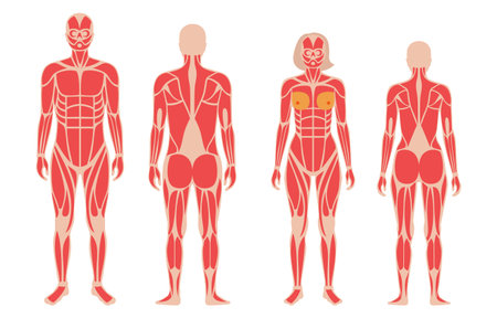 Human muscular systemのイラスト素材