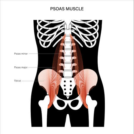 Muscular pelvis conceptのイラスト素材