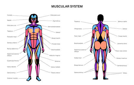 Human muscular systemのイラスト素材