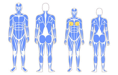 Human muscular systemのイラスト素材