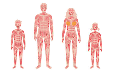 Human muscular systemのイラスト素材