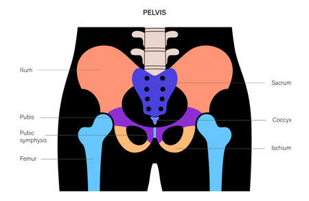 Human pelvis jointsのイラスト素材
