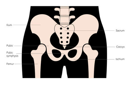 Human pelvis jointsのイラスト素材