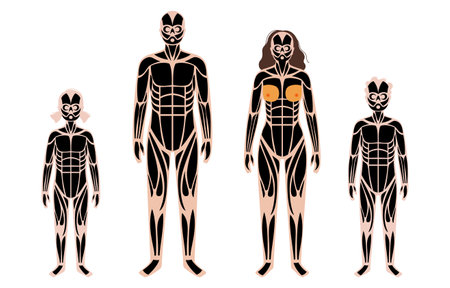 Human muscular systemのイラスト素材