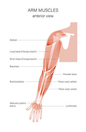 Muscular system armsのイラスト素材