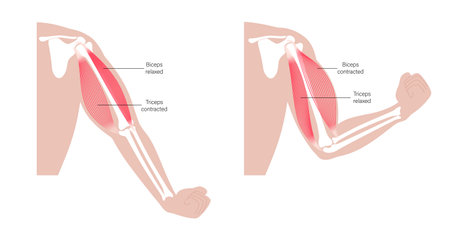 Biceps and triceps anatomyのイラスト素材