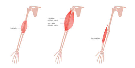 Human arm muscles illustrationのイラスト素材