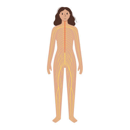 Human nervous systemのイラスト素材