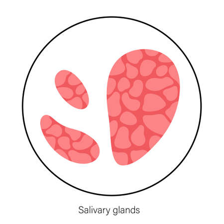Salivary gland conceptのイラスト素材