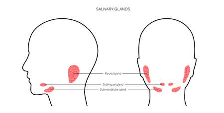 Salivary gland conceptのイラスト素材