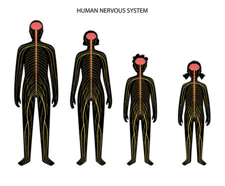Human nervous systemのイラスト素材