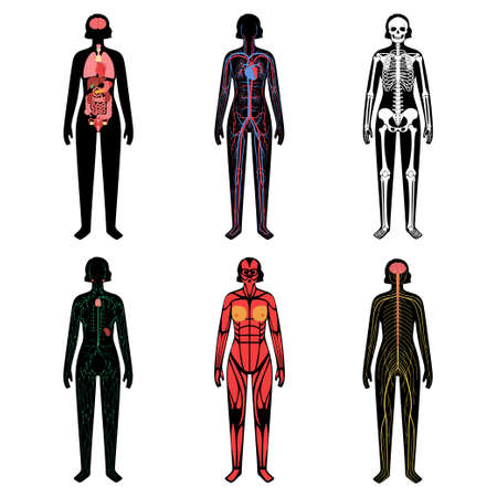 Human body systemsのイラスト素材