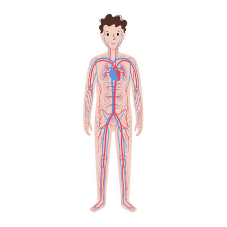 Human circulatory systemのイラスト素材