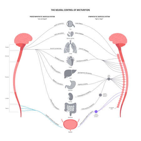 Micturition neural controlのイラスト素材