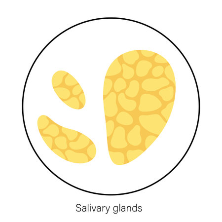 Salivary gland conceptのイラスト素材