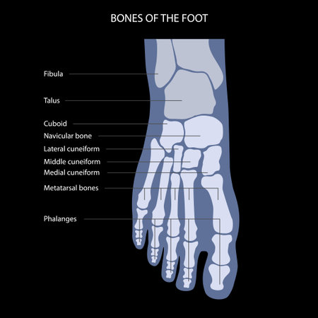 Foot bones anatomyのイラスト素材