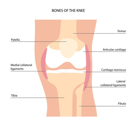 Knee bone anatomyのイラスト素材