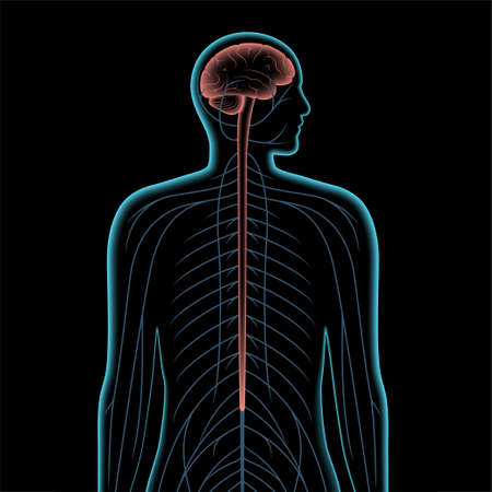 Central nervous systemのイラスト素材
