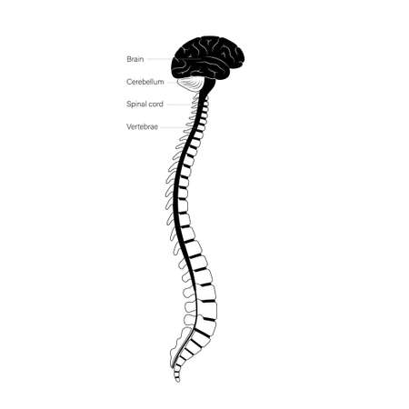 Spinal cord anatomyのイラスト素材