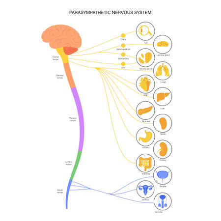 Parasympathetic nervous systemのイラスト素材