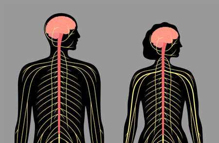 Central nervous systemのイラスト素材