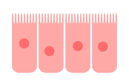Epithelium of nasal mucosaのイラスト素材