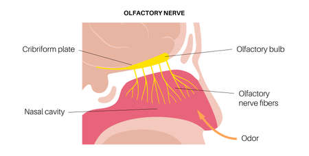 Olfactory nerve anatomyのイラスト素材
