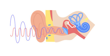 Ear anatomy posterのイラスト素材