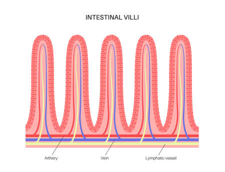 Intestinal villi anatomyのイラスト素材