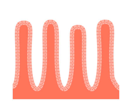 Intestinal villi anatomyのイラスト素材