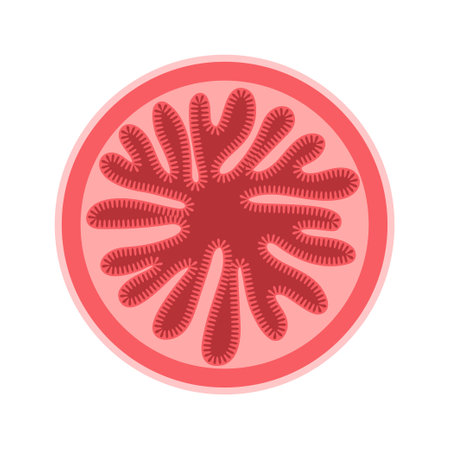 small intestine cross sectionのイラスト素材
