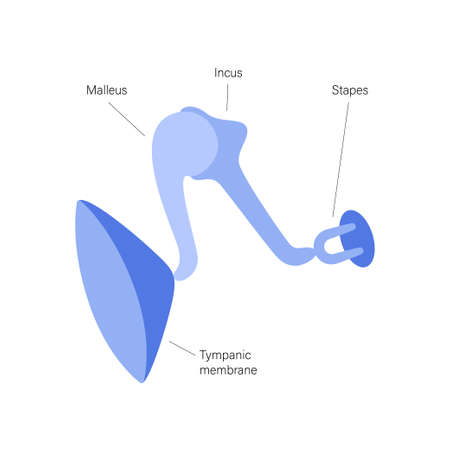 Inner ear anatomyのイラスト素材