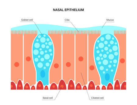 Nasal epithelium conceptのイラスト素材