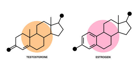 Testosterone and estrogenのイラスト素材