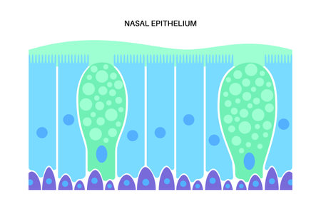 Nasal epithelium conceptのイラスト素材