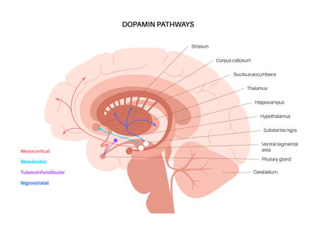Dopamine pathway conceptのイラスト素材