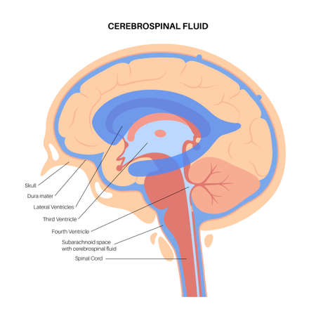 Ventricular system conceptのイラスト素材